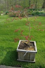 Acer palmatum Hana matoi.jpg