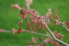 Acer palmatum Hana matoi leaves.jpg