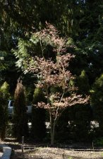 DSC_0033.jpg