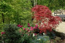 Acer palmatum Shirazz and Rhodo2.jpg