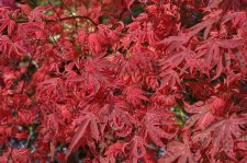 Acer palmatum Shirazz Leaves3.jpg