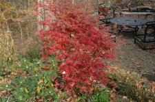 Acer palmatum Shiraz.jpg