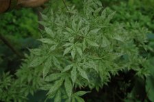 Acer palmatum Ukigumo Leaves.jpg
