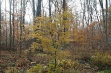 Acer palmatum Okigumo.jpg