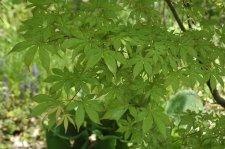Acer palmatum Ukigumo Leaves.jpg