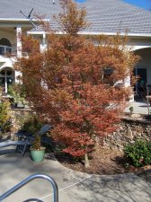 Wilsons Pink Dwarf Spring 2012.jpg