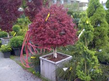 IMG-20120505-00092.jpg