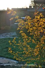 DSC0335-L.jpg