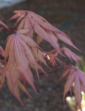 DSC_0058.jpg