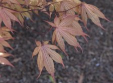 DSC_0060.jpg