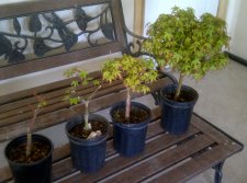 IMG-20120518-00161.jpg