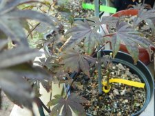 Apalm Moonfire spotted leaves.jpg