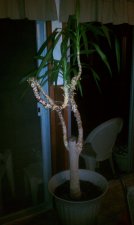 IMAG0378.jpg