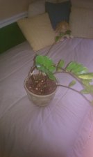 plant 2.jpg