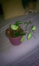 plant1.jpg