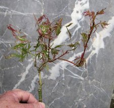 acerp-hanamatoi_120422b.jpg