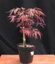 acerp-hanamatoi_120601a.jpg
