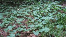 groundcover1.jpg