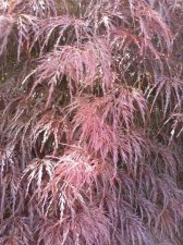 Spring Texture 3 - Red Dragon JM.JPG