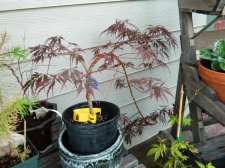 Jap Maple Crimson Queen cascade.jpg