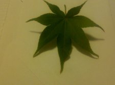 IMG00154-20120621-1915.jpg