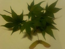 IMG00155-20120621-1917.jpg