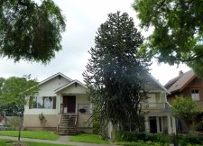 20120624_6thSemlin_MonkeyPuzzle_Cutler_P1250516.jpg