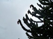 20120624_6thSemlin_MonkeyPuzzle_Cutler_P1250517.jpg
