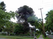 20120624_Lakewood6th_MonkeyPuzzle_Cutler_P1250520.jpg