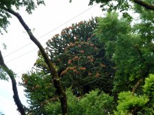 20120624_Lakewood6th_MonkeyPuzzle_Cutler_P1250530.jpg