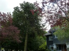 20120624_16thCypress_MonkeyPuzzle_Cutler_P1250578.jpg