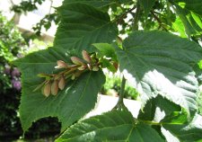 20080607_PendrellBidwell_SnakebarkMaple2_Cutler_7260c.jpg