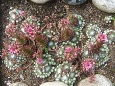 sempervivum_in_bloom_2012-07-03.jpg