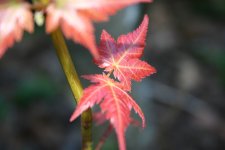 IMG_2100.JPG