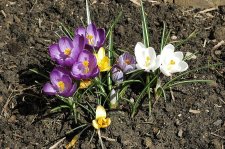 9 April 2006 CrocusIMG_00365.jpg