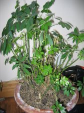 plant 1a.JPG