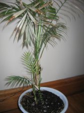 plant 2a.JPG
