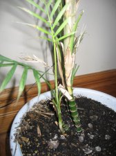 plant 2b.JPG