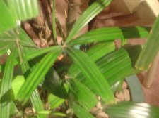 Plant A - Picture 1.JPG