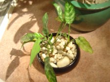 Plant B.JPG