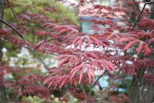 IMG_2288.JPG