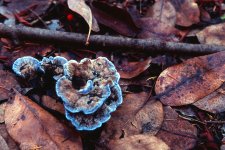 BlueGrowingOutOfGround_1000W.jpg