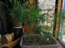 IMG_0475_1.jpg