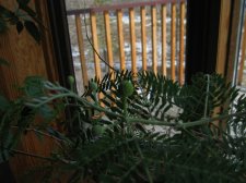 IMG_0476_1.jpg