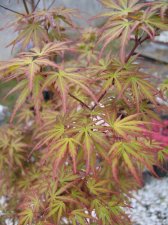 IMG_5206_2_1.JPG