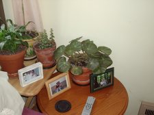 Plant 004.jpg