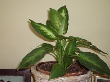 Plant 005.jpg