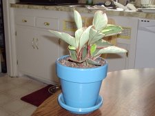 Plant 006.jpg