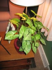Copy of IMG_0072.jpg