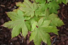 20_april_2006 042.jpg
